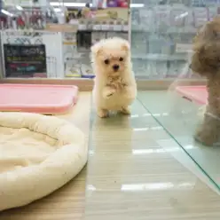 【マルチーズ】パパはJKCチャンピオン！優秀血統のプリンス降臨！：大倉山店PICKUPベイビーNo.6130608