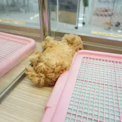 【トイ・プードル】シュークリームと見まごうなかれ！カーリーヘアのスペシャルワンコがやってきた！：大倉山店PICK UPベイビー！No.6130607