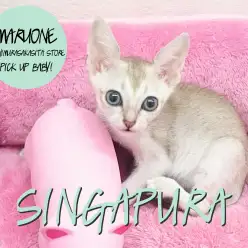 【シンガプーラ】超希少！！世界最小にゃんこ☆：志村坂下店PickupベイビーNo.914302