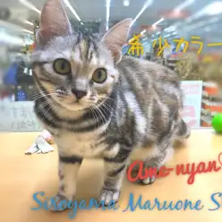 【アメリカンショートヘア】必見！見逃し禁止！！滅多に出会えない希少カラー＆超美麗にゃんこ：ペッツワン城山店ピックアップベイビー！No.118125