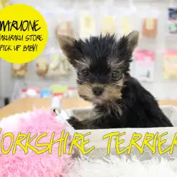 【ヨークシャーテリア】被毛美人！ドワーフタイプ！耳立ち良好！の3拍子揃ったスーパーヨーキーがやってきた！：白楽店PICK UPベイビー！No. 11508