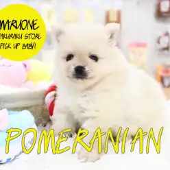 【ポメラニアン】まるでアザラシ！超！超！超！大人気の白ポメがやってきた！：白楽店No.11505