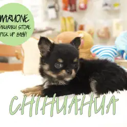 【たぬきっチワワ】ヤバイくらいにタヌキ顔！ズングリムックリ体型は史上最強の癒やし！：白楽店PICK UP BABY！NO.11509