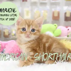 【アメリカンショートヘア】日本中が熱狂する茜色のアメショーがやってきた！：白楽店PICK UPベイビー！No.11504