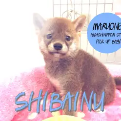 【柴犬】ズングリムックリ体型に純粋な眼差しに胸キュン必至♡：東日暮里PICKUP BABY！No.014184