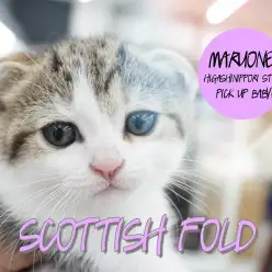 【スコティッシュ・フォールド】セクシービームびんびんに放ってます！スーパー甘えたがりニャンコ見参！：東日暮里店PICK UPベイビー！No.014182