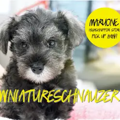 【ミニチュア・シュナウザー】2017年度最高のルックスのシュナオ登場！！！！：マルワン東日暮里店PICK UPベイビー！No.014183