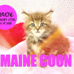 【メインクーン】里芋じゃねえべや!オラはゴージャスな紳士だっちゃ!:鎌ヶ谷店PICK UP BABY!No.117122