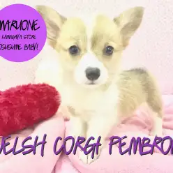 【コーギー】奇跡の出会い！SUPERルックスわんこがやってきた！：鎌ヶ谷店オススメベイビーNo.117117