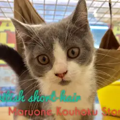 【ブリティッシュショートヘア】愛らしさ120％♡まん丸キュートなSPECIALブリちゃん！：港北NT店PICK UPベイビー！NO.311728