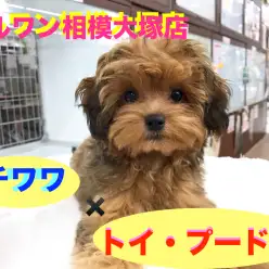 【チワワ×トイ・プードル】生まれ持ってのアイドル♪チップちゃんの瞳は10カラット★：相模大塚店Pick UpベイビーNo.814381