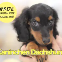 【カニンヘン・ダックスフント】ルックスだけじゃない！性格もイケメン！メリハリBOY！：白楽店オススメベイビーNo.11507