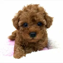 【トイ・プードル】在店パピーをカットしてみた！まりもスタイルから小顔美人へ大変身！：本羽田店発