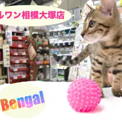 【ベンガル】ヒョウ柄模様の美猫さん★さらに美声まで。。。？：相模大塚店Pick UpベイビーNo.814396