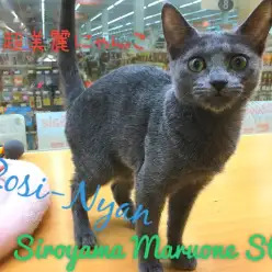 【ロシアンブルー】猫なのに甘えん坊、、、?クール&キュートな女王様♪:ペッツワン城山店ピックアップベイビー!No.118138