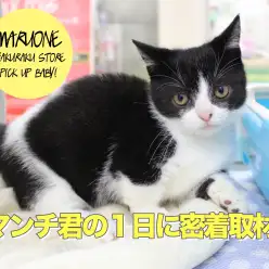 【マンチカン】超必見！ハチワレマンチくんの1日を取材!!!トイ・プードルとも遊べっちゃった！：白楽店No.11499