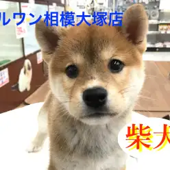 【柴犬】アヒル口のカメラ大好きボーイ♪：相模大塚店Pick UpベイビーNo.814400