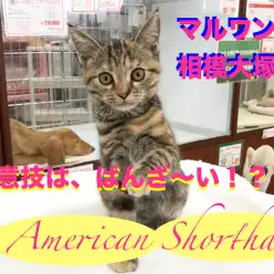 【アメリカンショートヘア】絶世の美猫は、バンザイが得意技！？：相模大塚店Pick UpベイビーNO.814380