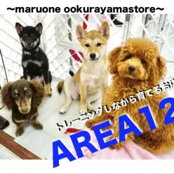 【エリア125】大倉山店新名所！自慢のトレーニングスペースの住人とトレーニングの様子をご紹介!!