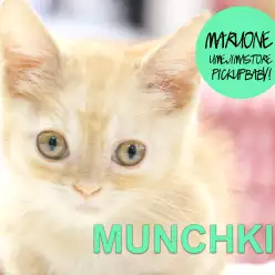 【マンチカン】美しい洗練された被毛とドタバタ歩く姿に撃沈必死❤︎猫のスーパーカー登場!:梅島店pickupベイビー!No.119084