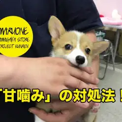 【甘噛み対処法！】鎌ヶ谷店PROJECT KUNREN VoL.6