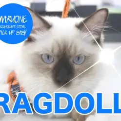 【ラグドール】ゴージャスキャットとはボクの事！サファイヤブルーの瞳はまるでジュエリー！：港北NT店PICK UPベイビー！NO.311713