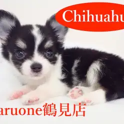 【チワワ】店長イチオシ!小さめ王道チワワをご紹介!!:鶴見店オススメベイビーNo.713509