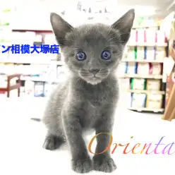 【オリエンタル・ショートヘア】エメラルドグリーンの瞳で見つめられたら惚れてしまうこと間違い無し！？：マルワン相模大塚店Pick UpベイビーNo.814409