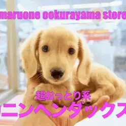 【カニンヘン・ダックスフント】しょうゆ顔の「O・N・Oダックス」は見ているだけで癒やしてやまない。：大倉山店No.6130620