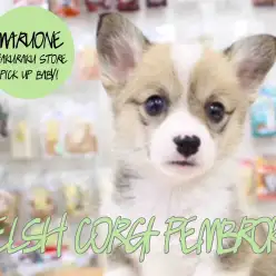 【コーギー】短足、ポテポテ歩きがとーっても可愛いコーギーちゃんがやってきた！！！！：白楽店PICK UPベイビー！No.11512