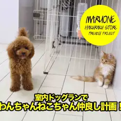 【メインクーン&トイ・プードル】室内ドッグランでわんちゃん猫ちゃんお友達になろう計画！！:白楽店 No11503&No11510