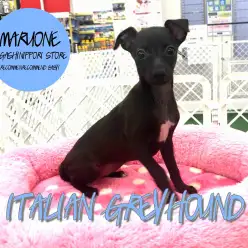 【イタリアングレーハウンド】ワンちゃん界のバンビ！躍動感が魅力のイタグレ登場！：東日暮里店オススメベイビー！No.014191