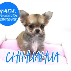 【チワワ】本羽田店自慢の看板娘！マイクロチワワをご紹介！！本羽田店オススメベイビーNo.512477