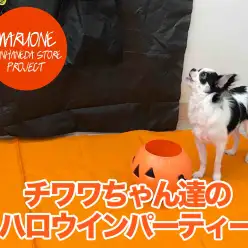 【ハロウイン企画】これもマルワン流！お仕事しながら楽しく遊ぶ♥チワワちゃん達のハロウィンパーティーレポート！：本羽田店発