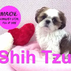 【シーズー】「癒しの愛されキャラ♪甘えん坊ガール☆」:鎌ヶ谷店ピックアップベイビー!No.117109