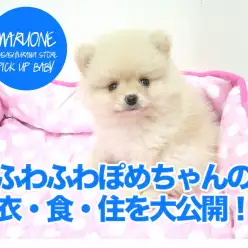 【ポメラニアン】ふわふわポメちゃんの「衣・食・住」を大公開！！！：武蔵浦和店おすすめベイビーNo.412629