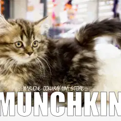 【 マンチカン 】Mr.Kが萌えた！百獣の王ライオンの様な容姿！スペシャル短足王子様！