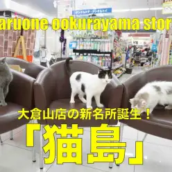 【猫島】ネコちゃんの夢の国!猫馴れ抜群!抱っこ大好き♥甘えん坊な猫島の住人のご紹介♥：大倉山店発