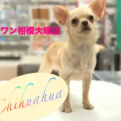 【チワワ・ロングコート】小さな身体から出る癒しパワーは絶大！：相模大塚店Pick UpベイビーNo.814367