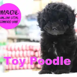 【トイ・プードル】希少な短足系ブラックトイ・プードルの魅力を3つのポイントでご紹介！：梅島店PICK UPベイビー№119085