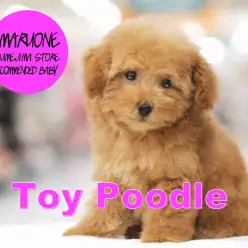 【トイ・プードル】ベアカットの申し子！ベリーカーリーの丸顔王子がやってきた！：梅島店オススメベイビー！No.119080