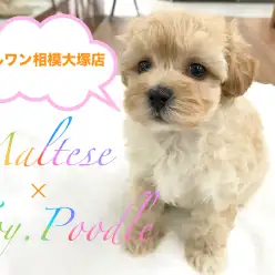 【マルチーズ×トイ・プードル(MIX犬)】モフラーの方、全員集合！お家に帰ったら『手洗い』・『うがい』・『もふもふ』習慣がこの子から始まる！？トレーニング情報も満載です★：相模大塚店Pick UpベイビーNo.814407