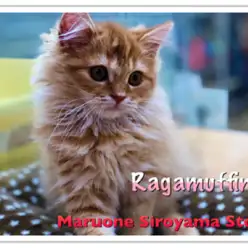 【ラガマフィン】見なきゃ損！？城山店赤司激押しニャンコ！ラガにゃん登場！！：ペッツワン城山店ピックアップベイビー！No.118172