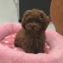 【わんこのお手入れ方法】東日暮里店流！トイ・プードルの日常のお手入れ〜後編〜