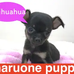 【チワワ】イケメンオーラ漂うマイクロチワワが本羽田店に登場！！：本羽田店PICK UPベイビー！No.512479