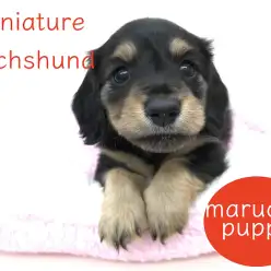 【ミニチュア・ダックスフンド】極上の手触り！？艶やかな被毛が自慢のおっとりダックスちゃん！：本羽田店オススメベイビーNo.512481