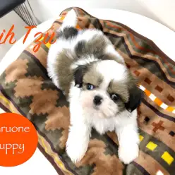 【シーズー】一緒に「楽しい」を探せるムードメーカー！：本羽田店ピックアップベイビーNo.512483