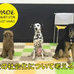 【わんこのしつけ】犬の社会化について考える★購入特典パピーパーティー無料参加券あり★：鎌ヶ谷店 PROJECTKUNREN Vol.10