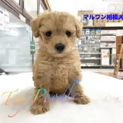 【トイ・プードル】イケメン&お利口さんのプンプンくん♪プードルの情報も満載★：相模大塚店Pick UpベイビーNo.814418