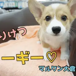 【コーギー】ぷりぷりなお尻に大発狂♥お尻好きは大倉山店に集まれぇ!桃尻コーギーちゃま♥大倉山店PICKUPベイビーNo.6130635